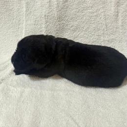 German Shepherd and Newfoundland Puppies from Tampa Bay Farm