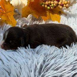 3 - Red tri female Toy Australian Shepherd puppy in Ambrose, Georgia from Brandilyn's Aussies