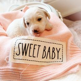 Poppy - Piebald female Dachshund puppy in Laurel, Mississippi from Kissinger Dachshunds