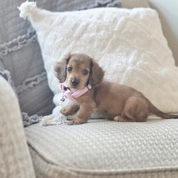 AKC Meet Molly :) - Sable female Dachshund puppy in Centerville, Iowa from Barnyard Dachshunds, Dals & Doodles