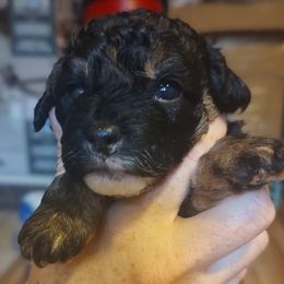 Girl - Cockapoo puppy in Waterloo, Illinois from Kat's Cockapoos and Maltipoos