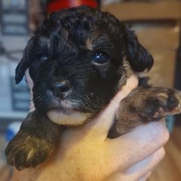 Girl - Cockapoo puppy in Waterloo, Illinois from Kat's Cockapoos and Maltipoos