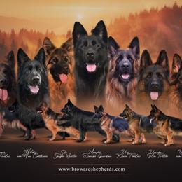 Girl 6 - Black and red female German Shepherd puppy in Davie, Florida from Vom Broward Haus