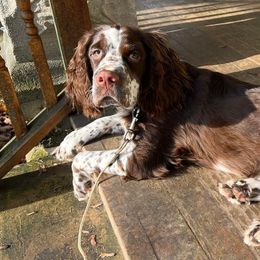 English Springer Spaniels from Wolfe Clan English Springer Spaniels