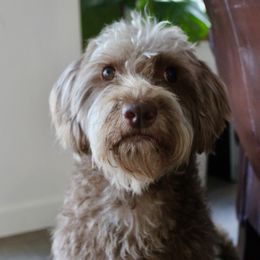 Maple - Labradoodle