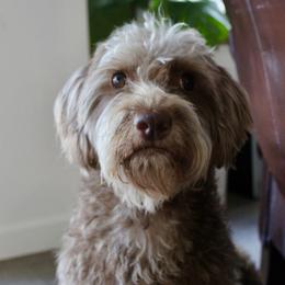 Maple - Labradoodle