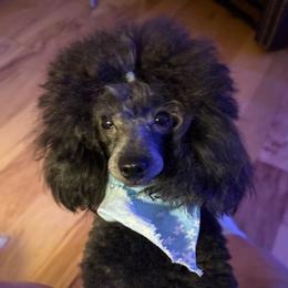 Jesse - Poodle