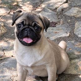 Olivia - Fawn female Pug puppy in Randleman, North Carolina from Peachy Pugs