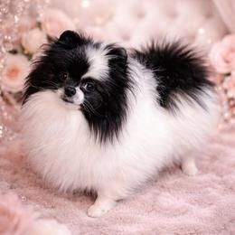 Ariella - Pomeranian