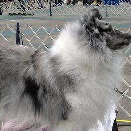 Shetland Sheepdogs from Gypsy Shetland Sheepdogs