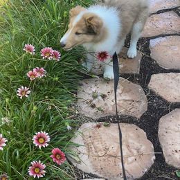 Collie Puppies from High Altitude Collies