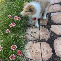 Collie Puppies from High Altitude Collies