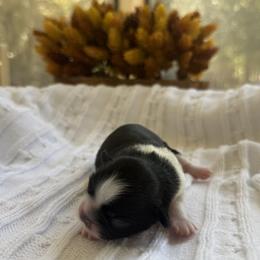 Amara - Black and white female Shih Tzu puppy in Montgomery, Texas from Furbourne Farm