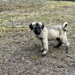 H.D Purple Girl - Fawn female Anatolian Shepherd Dog puppy in Frenchtown, Montana from Apex Anatolians