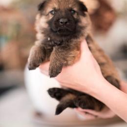 Shamar - Sable male German Shepherd puppy in Berwick, Maine from Vom Rindahaus Shepherds