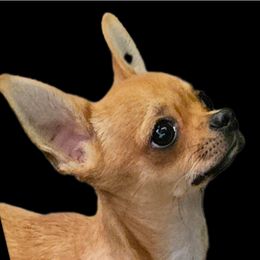 Chihuahua Puppies from Country Charm Chihuahuas