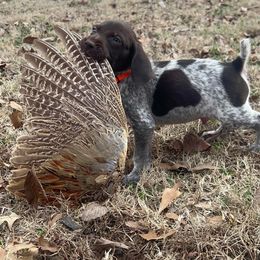 Chesapeake Bay Retriever and German Shorthaired Pointer Puppies from Against the Wind Kennels