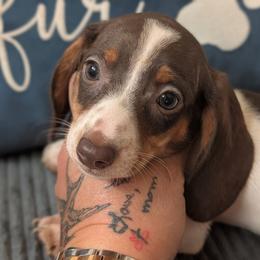 Masey - Piebald female Dachshund puppy in Barnard, Missouri from KB Doxies