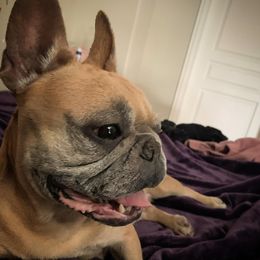 French Bulldogs from Saint Benjamin Kennel Club