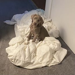 Vizsla and Weimaraner Puppies from Midwest Dream