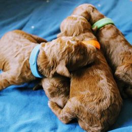 Poodles from Teton Poodles