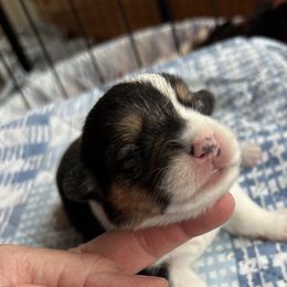 Summer - Black and tan female Pembroke Welsh Corgi puppy in Blaine, Tennessee from Rose Brier Pembroke Welsh Corgis