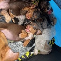 Dachshund Puppies from M & M Breeding