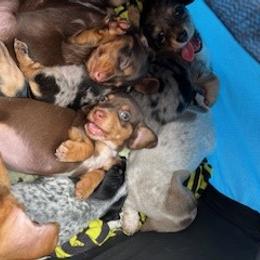 Dachshund Puppies from M & M Breeding
