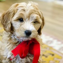 Goldendoodle Puppies from Bountiful Doodles
