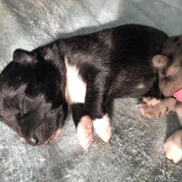 Pomsky Puppies from Eclipse Merle Pomsky’s