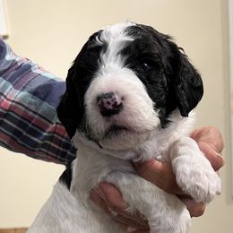 Red collar boy - male Newfypoo puppy in Fairfield, California from Twin Sisters Doodles