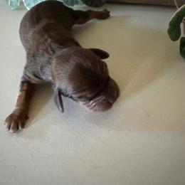 Augustus - Brown female Cavapoo puppy in St. Louis, Missouri from Sweet Snuggles Cavapoos