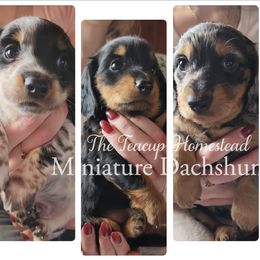 Dachshund Puppies from The Teacup Homestead Miniature Dachshunds