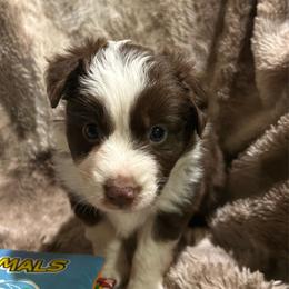 Jenny - Red tri female Miniature Australian Shepherd puppy in Grady, Arkansas from KAREN K MCPHERSON