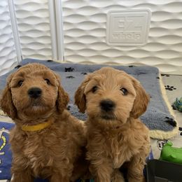 Goldendoodle Puppies from Rylaarsdam Doodles
