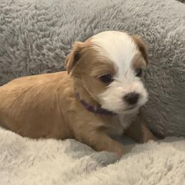 CURLY - Red sable male Havanese puppy in Double Oak, Texas from Have A Havanese Puppy