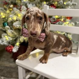Blitzer - Dapple male Dachshund puppy in Bradenton, Florida from Winsor Family Dachshunds