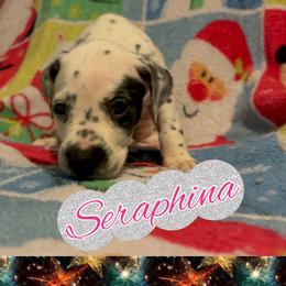 Seraphina - White and black female Dalmatian puppy in Las Vegas, Nevada from 101 Dew Dream Valley Dalmatians
