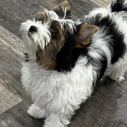 Francisco - Black tan and white male Biewer Terrier puppy in Weiser, Idaho from Hells Canyon