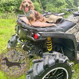 Maverick - Dachshund