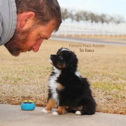 Miniature Australian Shepherd Puppies from Parsons Place Aussies