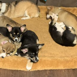 Pembroke Welsh Corgi puppies from Kenyon Pembroke Welsh Corgis