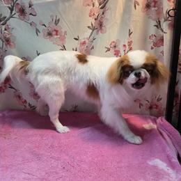 Japanese Chin Puppies from Windhaven Japanese Chin