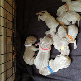 Weimaraner Puppies from LAAT Weims