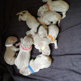 Weimaraner Puppies from LAAT Weims