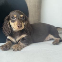 Athos - Chocolate and tan male Dachshund puppy in Bentonville, Arkansas from Boujee Buns Dachshunds