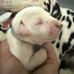 Girl 4 - White and black female Dalmatian puppy in Newfoundland, Pennsylvania from Poconopaws