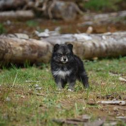 Biscuit - Wolf sable male Pomsky puppy in Coos Bay, Oregon from Ocean View Pomskies
