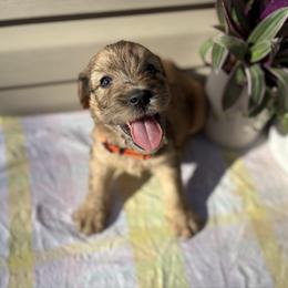 Sherbet - Merle male Whoodle puppy in Gladewater, Texas from Kalin’s K9s