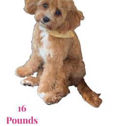 Sasha - Cavapoo